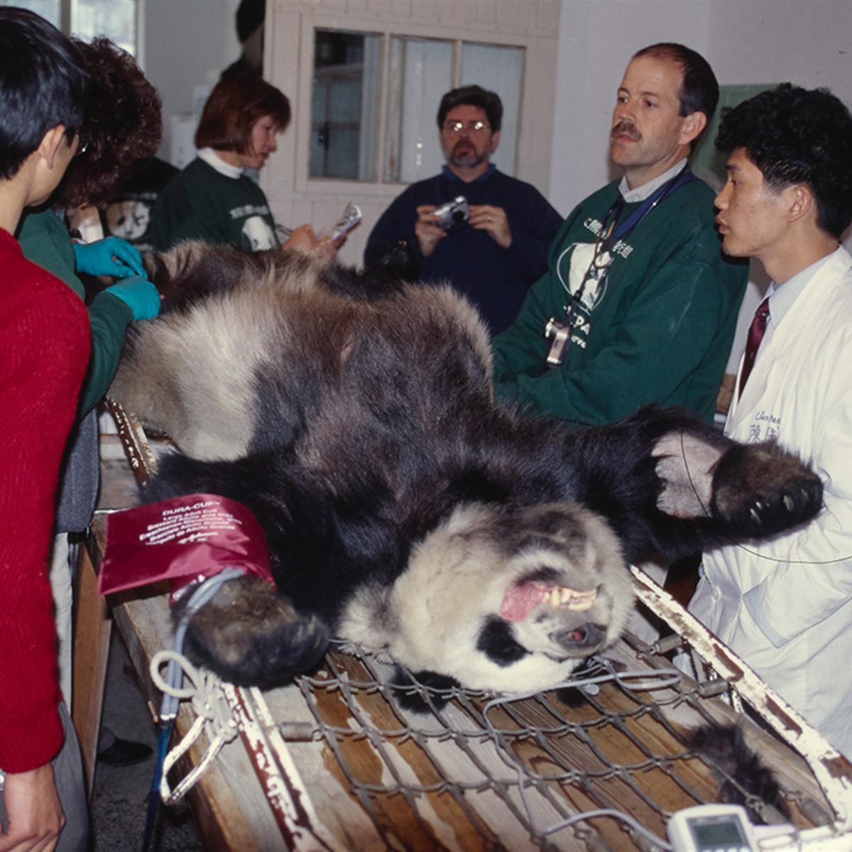 La fábrica de pandas: ¿maltrato animal disfrazado de conservación de especies?